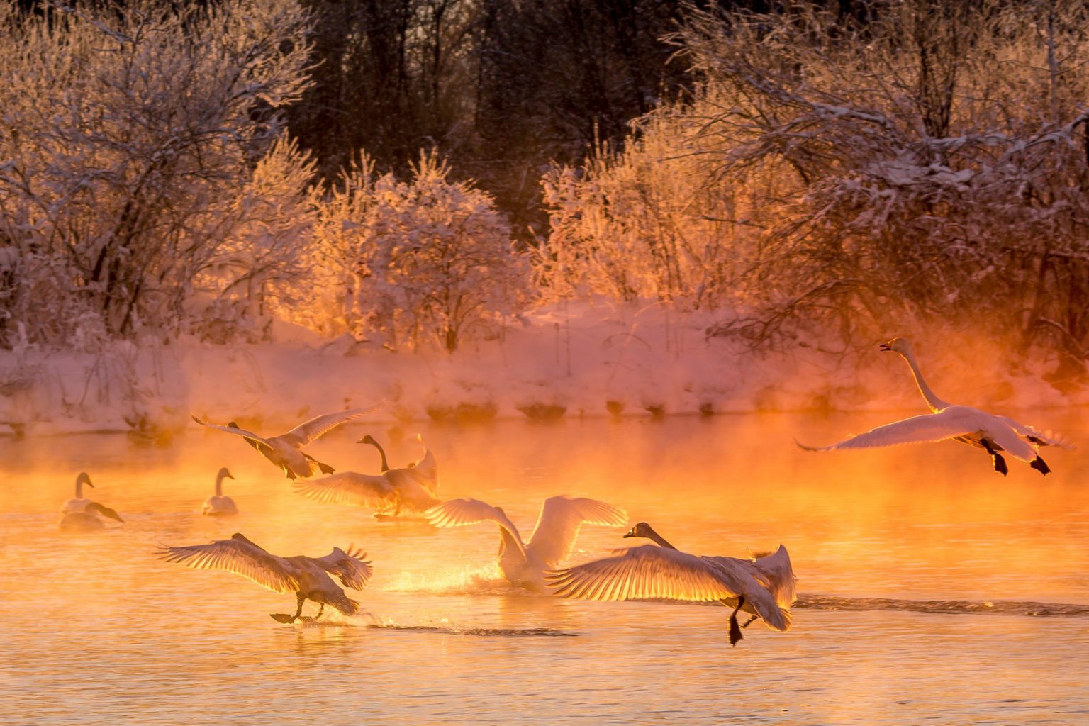 Лебеди зимой солнце